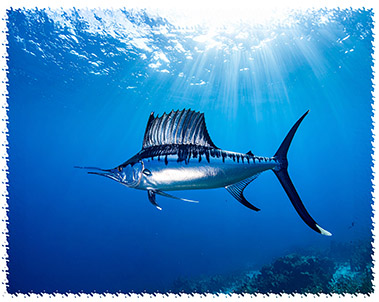 sailfish