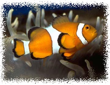 real_clownfish