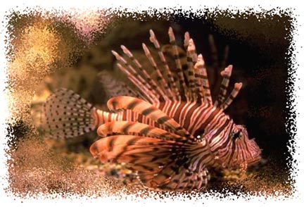 real_lionfish