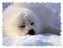 real harp seal