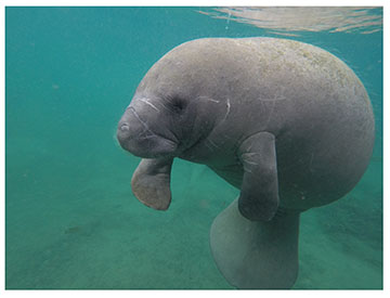 real manatee