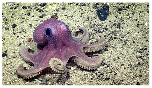 real_octopus