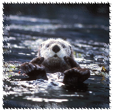 real_seaotter