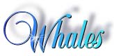 whale title