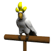 animated_cockatoo