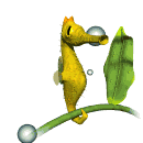 animated_seahorse