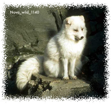 arctic fox