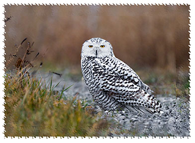 real_snowy_owl