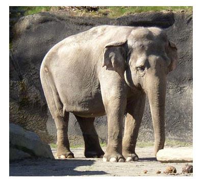 asian_elephant