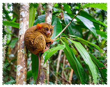tarsier
