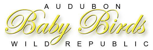 audubonbabybirdtitle