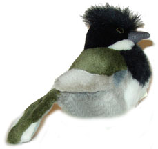 plush_eastern_whipbird