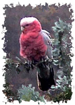 real_galah