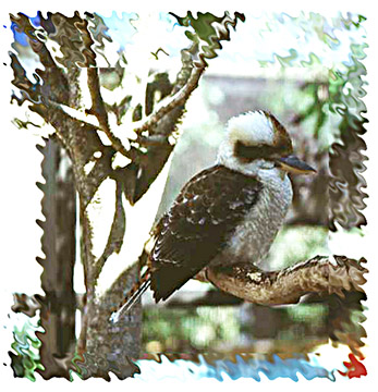 kookaburra