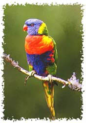 real_rainbow_lorikeet