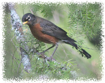 American_Robin