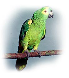 amazon_parrot