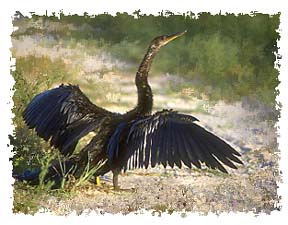 anhinga_pictures