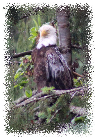 real_bald_eagle