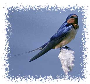 real_barn_swallow
