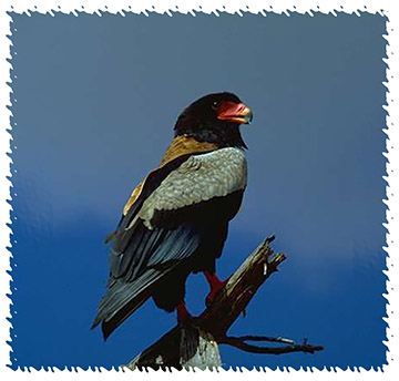 Bateleur_eagle