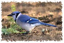 blue_jay