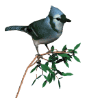 animated blue jay