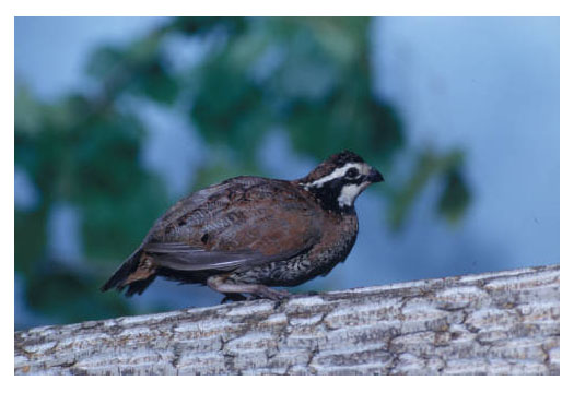 bobwhite_picture