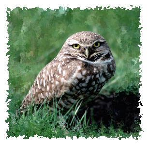 burrowing_owl