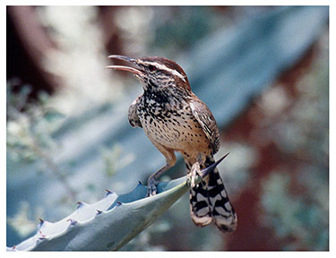 cactus_wren