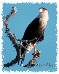 crested_caracara_jameson