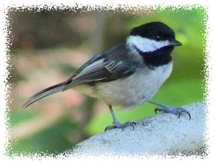 illustration_chickadee