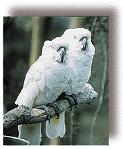 real_cockatoo