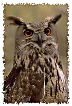 eagle_owl