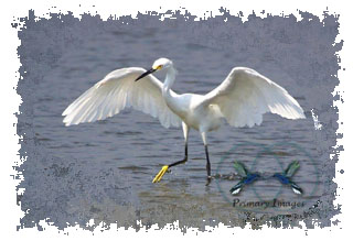 snowy_egret