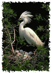 snowy_egret