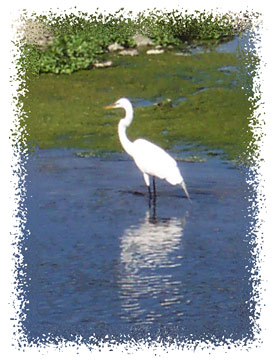egret_jones