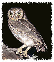 elf_owl_image