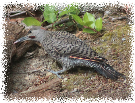 northern_flicker