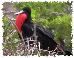 frigatebird