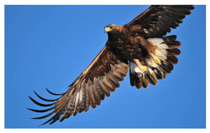 illus_golden_eagle