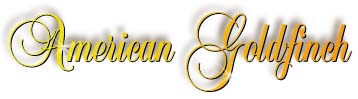 goldfinch_title