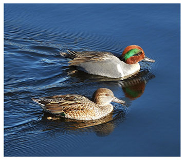 green_winged_teal