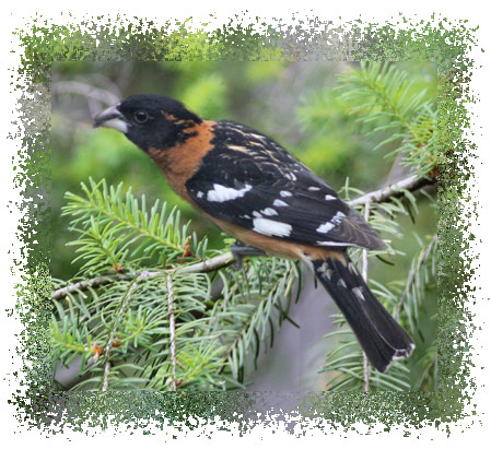 grosbeak