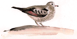 illustration_ground_dove