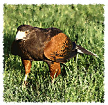 harris_hawk