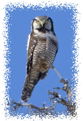 northern_hawk_owl_image