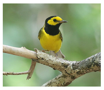 real_hooded_warbler