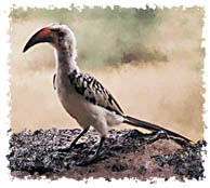 hornbill