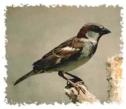 house_sparrow